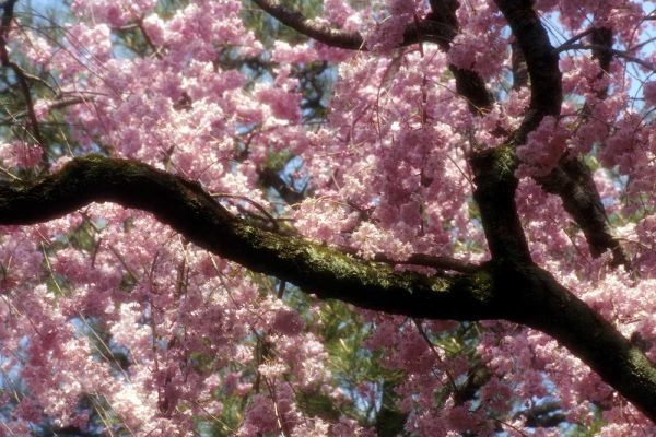 Ross, Nancy ,  Steve 아티스트의 Japan, Tokyo Cherry blossoms in bloom in spring작품입니다.